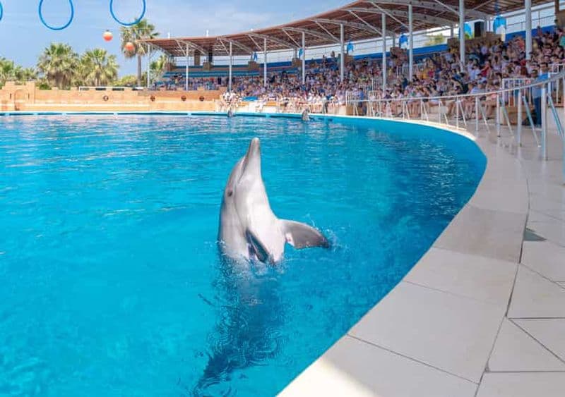 Depuis City Side/Alanya : spectacle des dauphins de Sealanya avec transferts