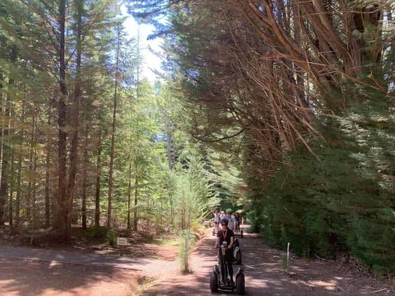 Billet Launceston : visite en Segway de la forêt de Hollybank avec photos