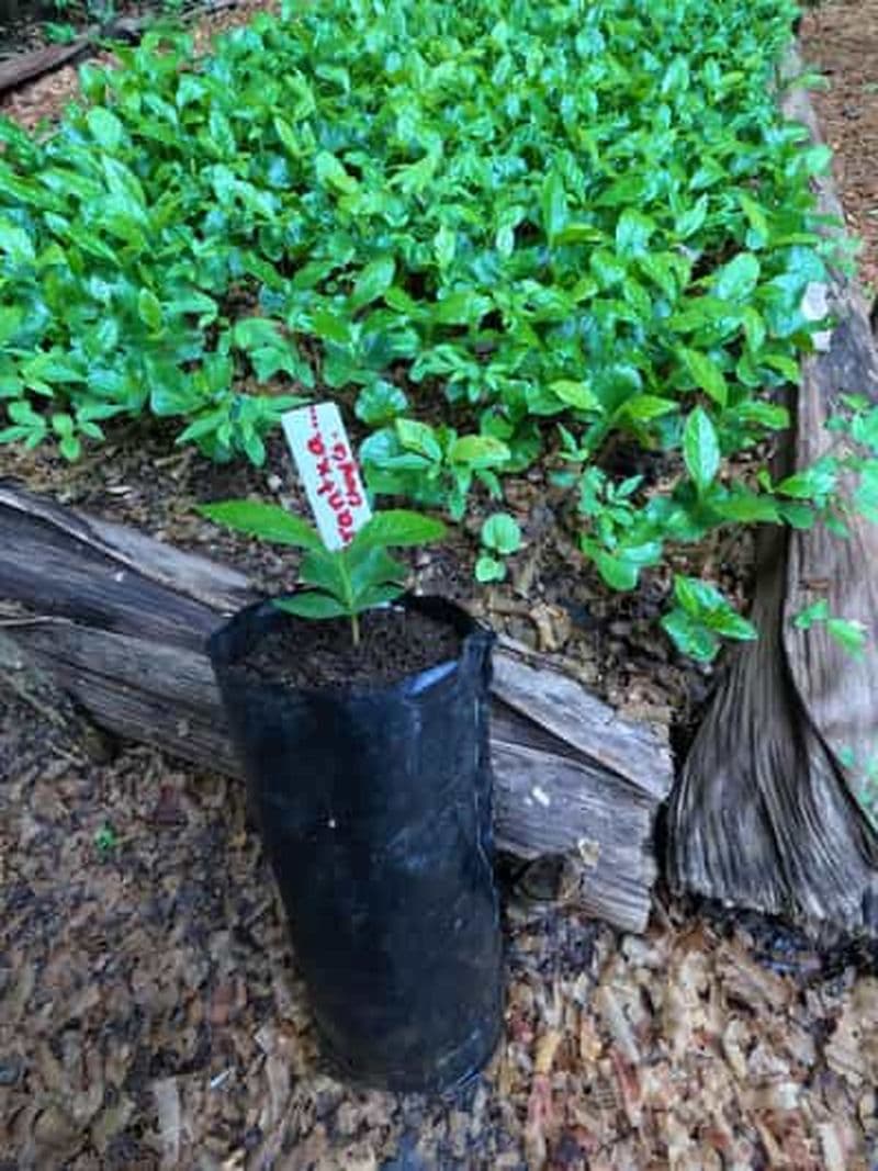 Xilitla : excursion autour du café (avec dégustation de café)