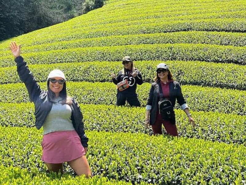 Wazuka : expérience de cueillette du thé avec dégustation de thé matcha