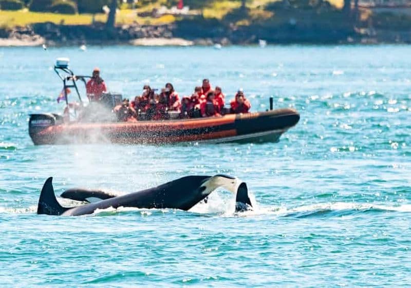 Victoria : 3 heures d'observation des baleines en zodiac