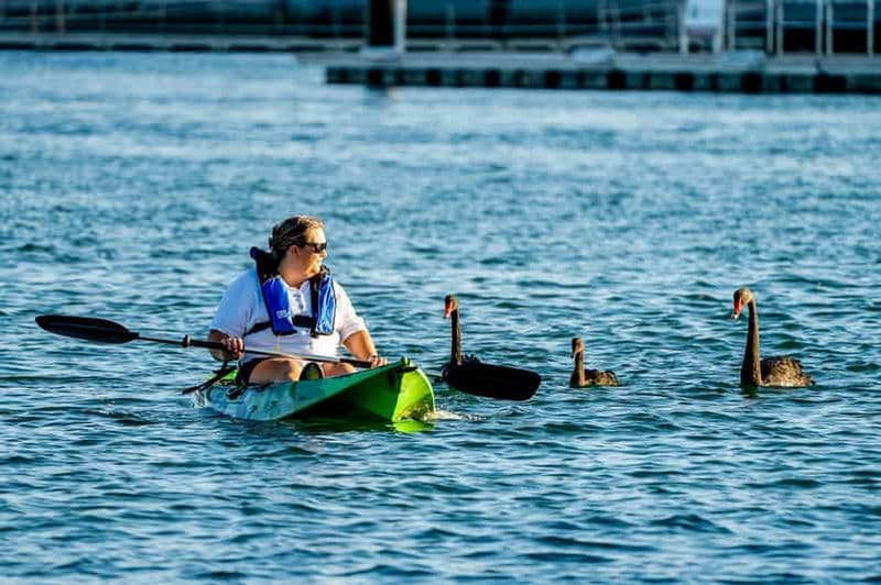 Mandurah : Escapades dans l'estuaire Pagayage et observation des dauphins