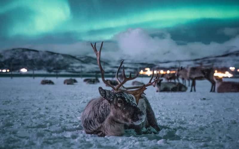 Tromsø : Excursion d'une journée en traîneau à rennes, dîner et aurores boréales