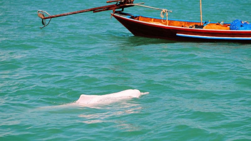 Visite guidée et plongée en apnée des dauphins roses de Koh Samui