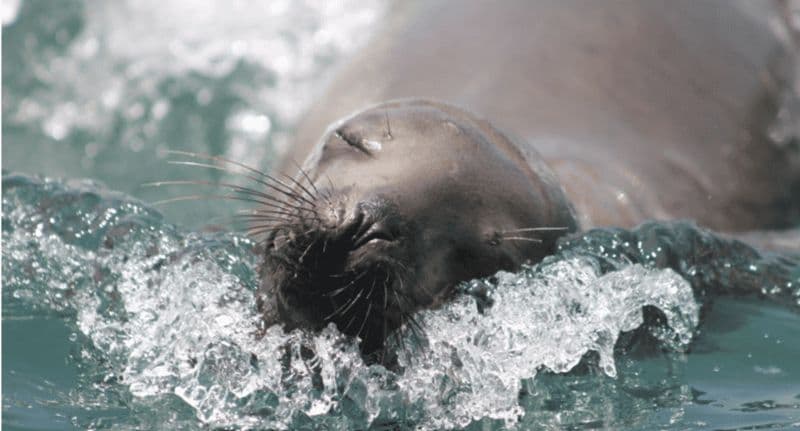 Lima: Palomino Islands Private Tour & Sea Lions + Pick-Up