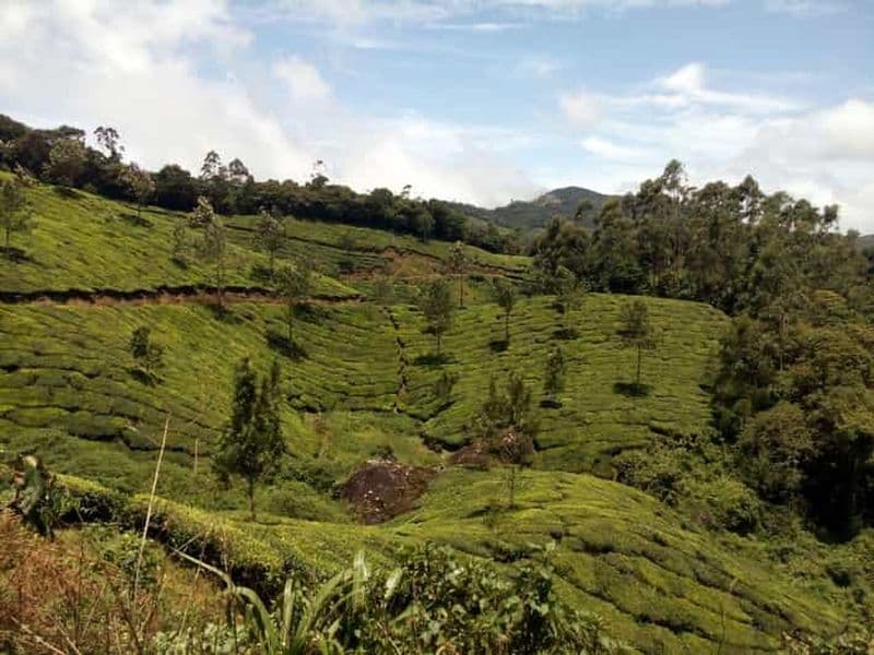 Munnar : Demi-journée de trekking dans une plantation de thé