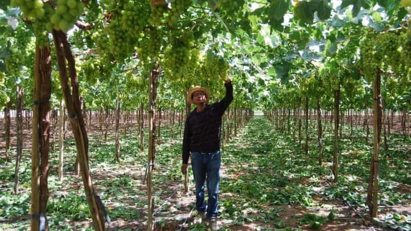 Au départ d'Arequipa : visite de la vallée de Majes avec dégustation de vin et de pisco