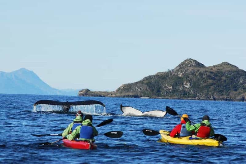 Punta Arenas : Kayak avec les baleines, les lions de mer et plus encore