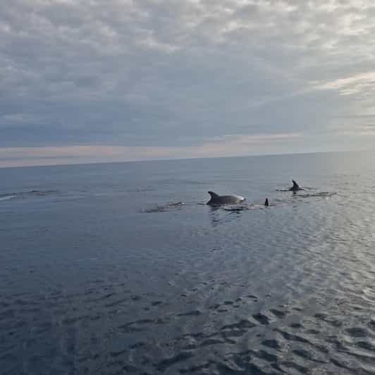 Visite privée des dauphins au coucher du soleil à Rovinj