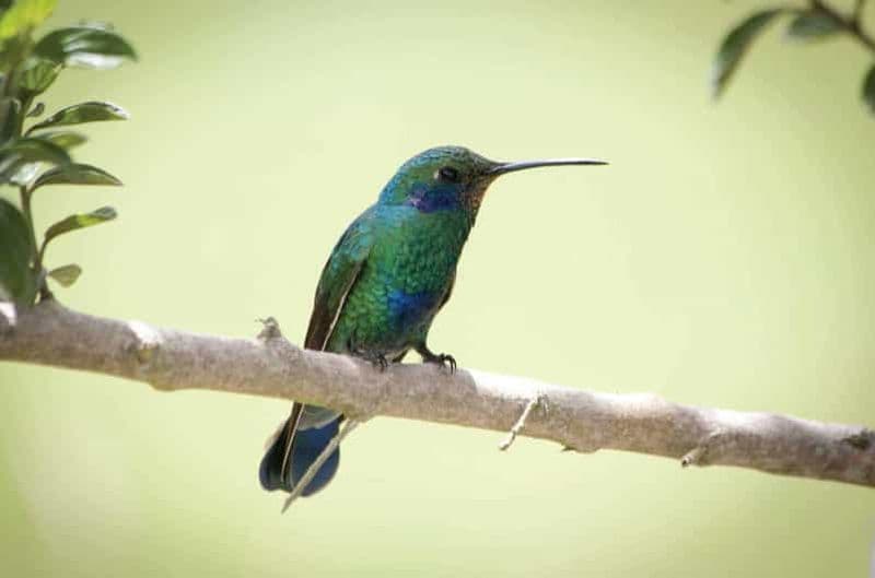 Billet Sentier du Chant – Observation des oiseaux à Minca
