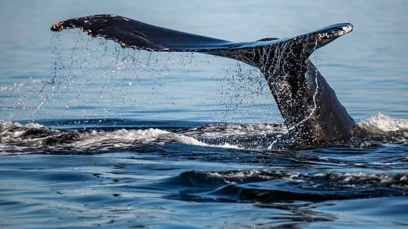 Tadoussac/Charlevoix : Tour en bateau de 3 heures pour l'observation des baleines