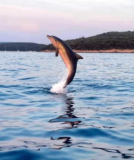 Rovinj : Excursion partagée avec les dauphins et le coucher de soleil avec boissons