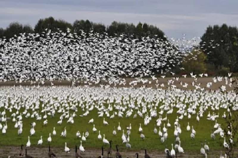 Excursion d'une journée en famille à Vancouver au sanctuaire d'oiseaux migrateurs