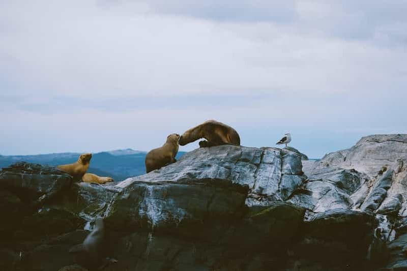 Billet USHUAIA | Navigation : Lions de mer, oiseaux et phare