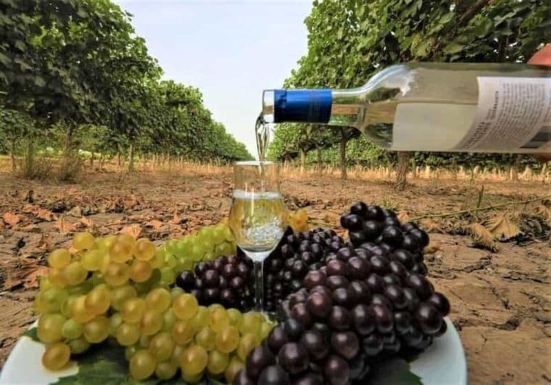 Excursion au pisco et au vin dans la vallée de Majes