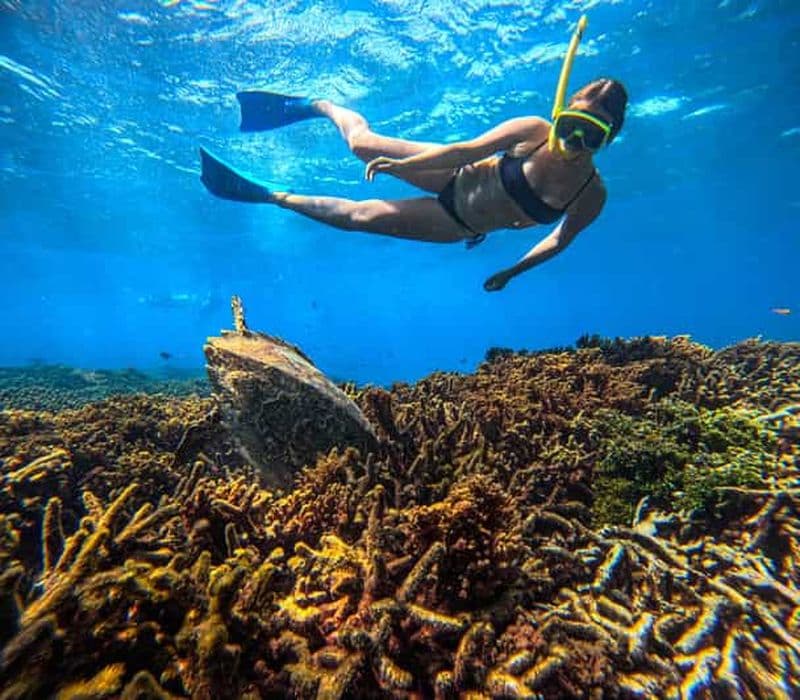 Trincomalee : excursion pour observer les baleines et les dauphins avec plongée avec tuba à Navy Island