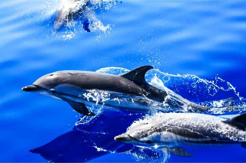 Billet Puerto del Carmen : Excursion en bateau rapide pour l'observation des dauphins avec baignade