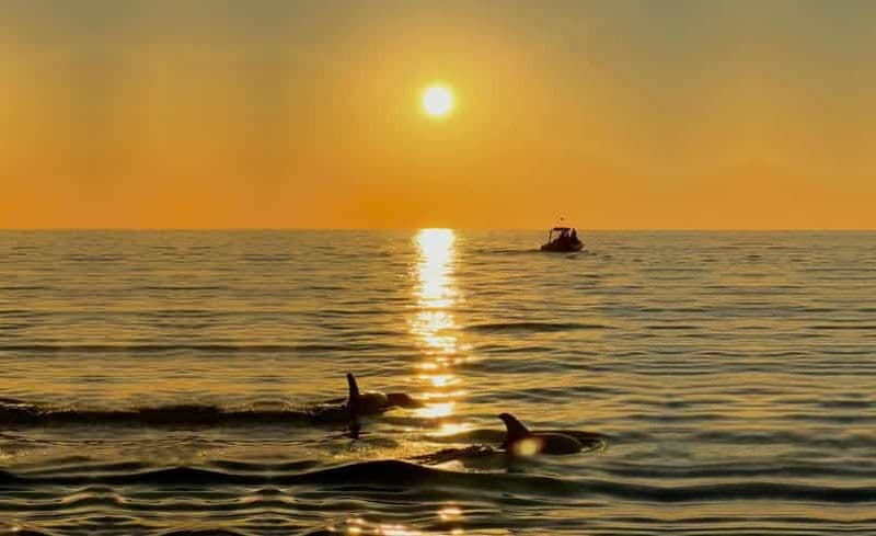 Alcudia : observation des dauphins au lever du soleil en hors-bord