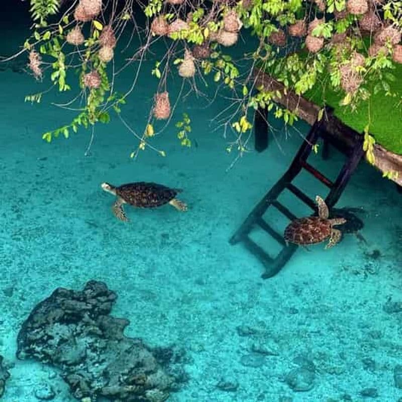 Combo nature à Zanzibar : baignade dans la grotte de Salaam et visite de la forêt de Jozani