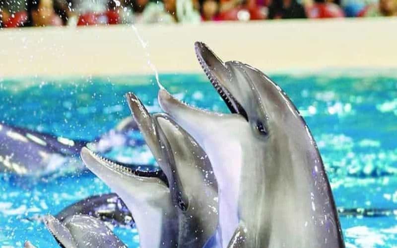 Au départ de Belek : Spectacle des dauphins avec transferts