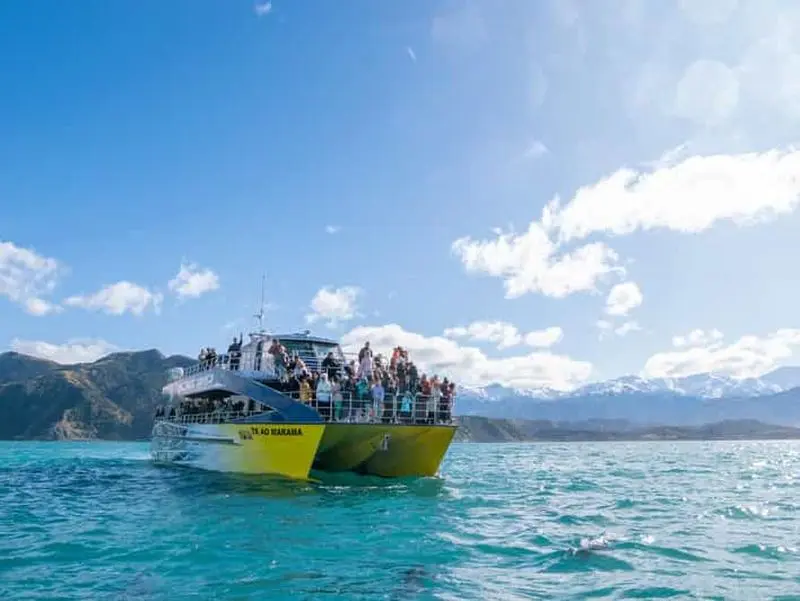 Billet Kaikoura : croisière observation des baleines