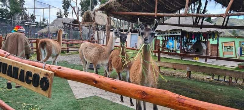 Billet Cusco : Visite d'une ferme d'élevage d'alpagas et de lamas avec transfert et démonstration de tissage