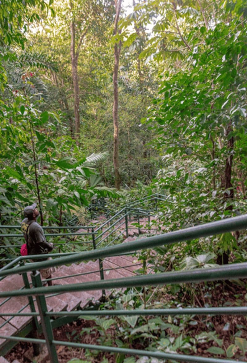 Tour d'escalade dans le parc national de Tortuguero.