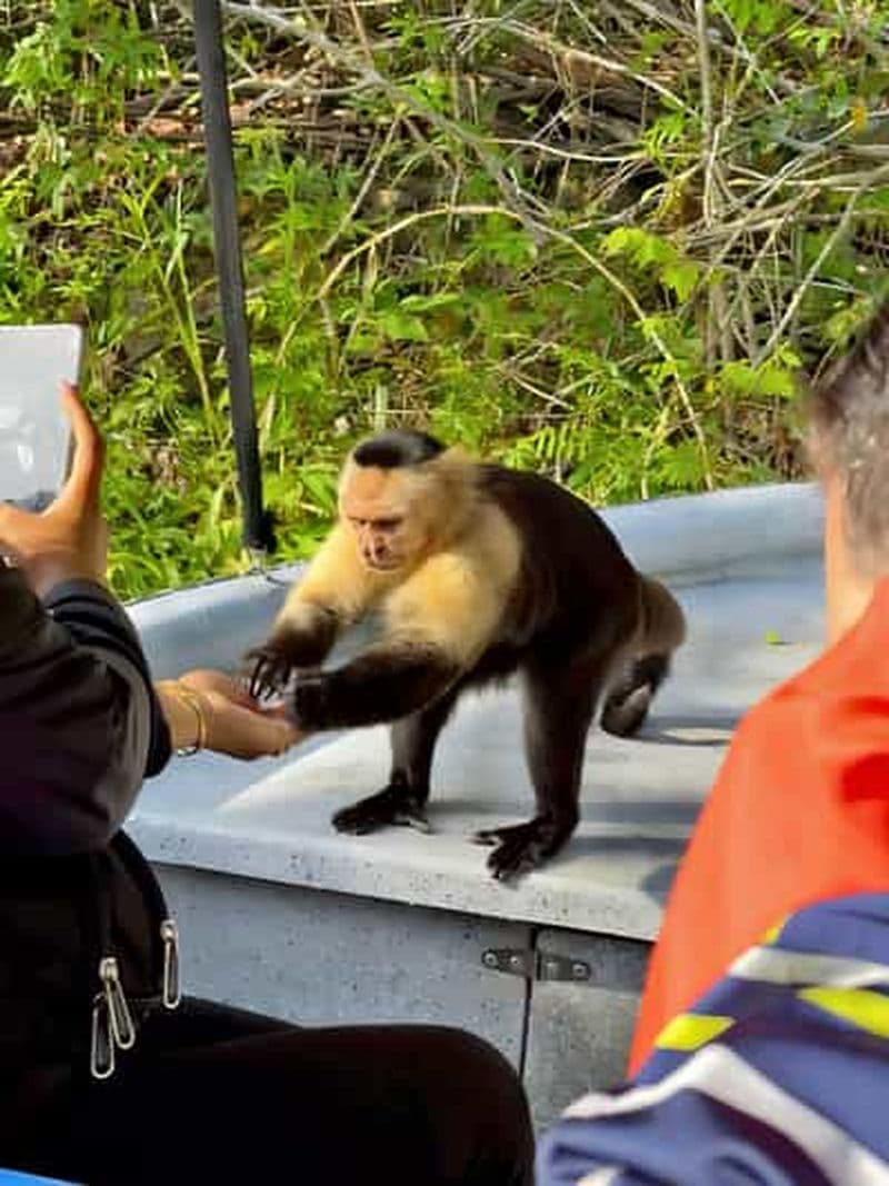 Safari animalier au Panama : Aventure sur l'île des singes