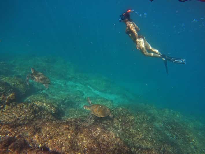 Depuis Dubaï : Fujairah : plongée en apnée avec les tortues, transfert et barbecue
