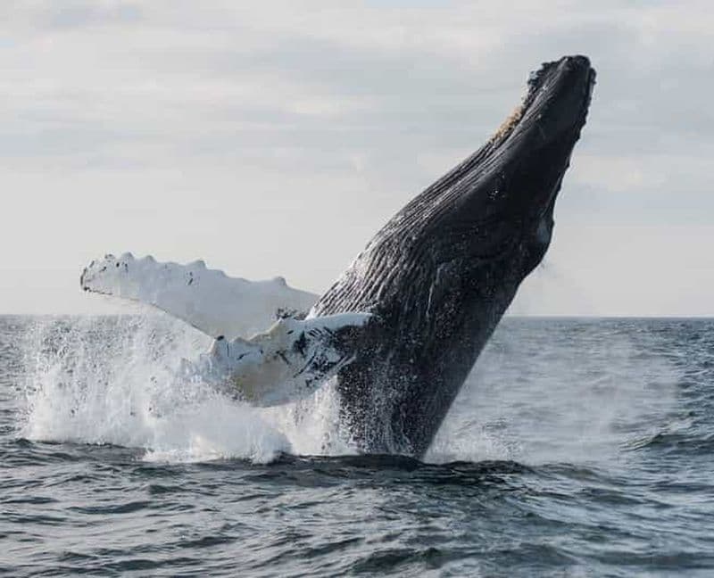 Billet Boa Vista : Excursion d'observation des baleines avec un bateau à moteur