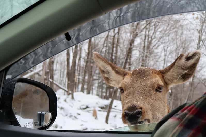 Au départ de Montréal : Safari animalier au parc Omega