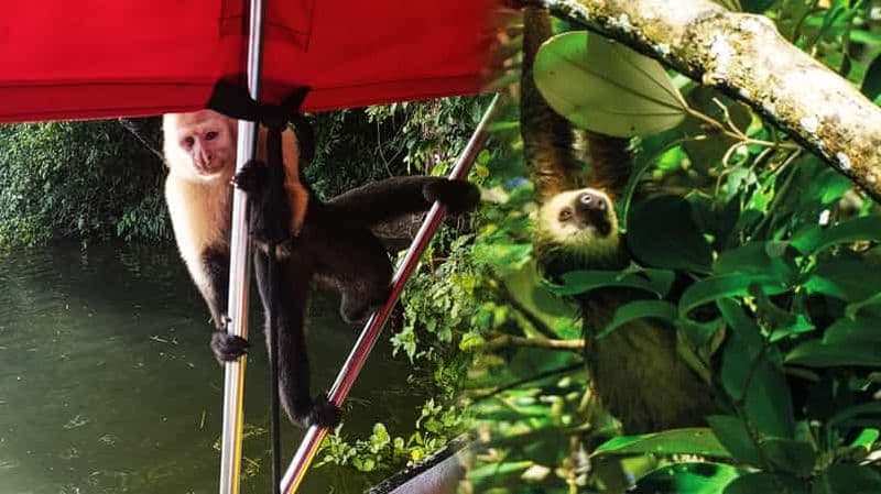Canal de Panama : île aux singes, paresseux, piscine naturelle et randonnée