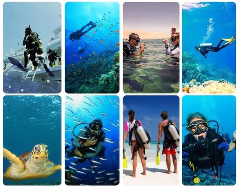 Billet Doha : plongée guidée avec un expert local et rafraîchissements