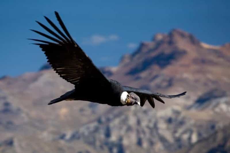 Arequipa : visite à la journée au Canyon de Colca + bains thermaux