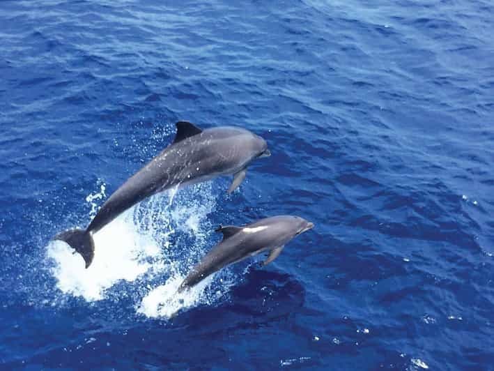 Depuis Palma : Après-midi d'observation des dauphins en bateau