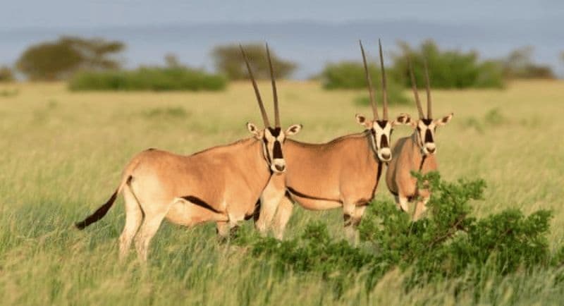 Au départ d'Addis-Abeba : 3 jours de safari en voiture dans la région de l'Awash
