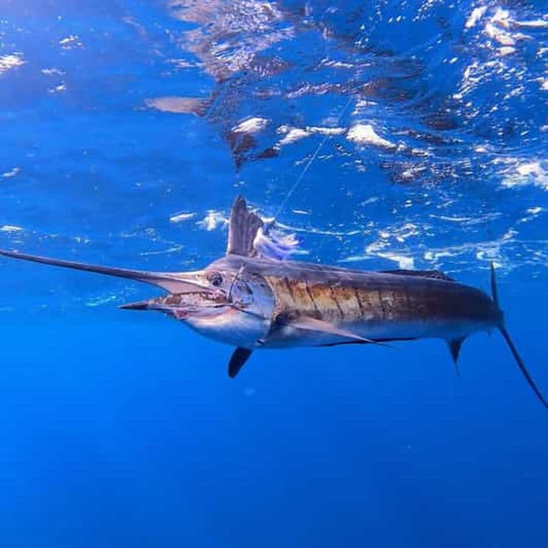 Jeu de pêche à Zanzibar