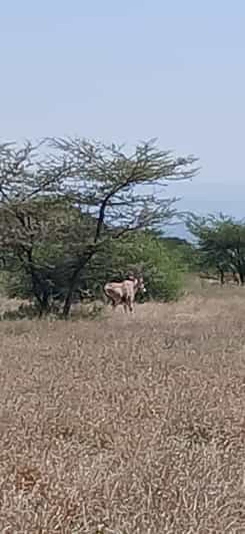 "Expérience de safari dans le parc national d'Awash"