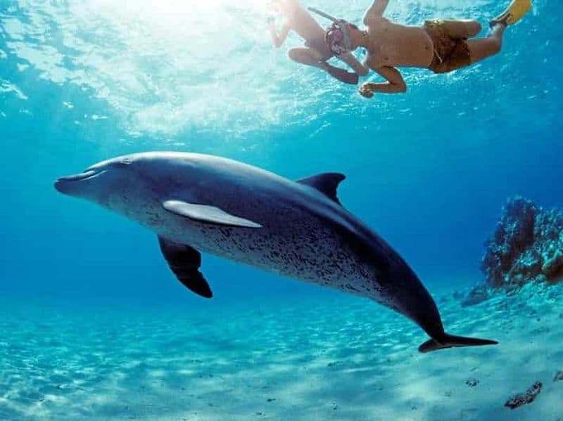 Billet Hurghada : Tour en bateau d'observation des dauphins avec plongée en apnée et déjeuner.