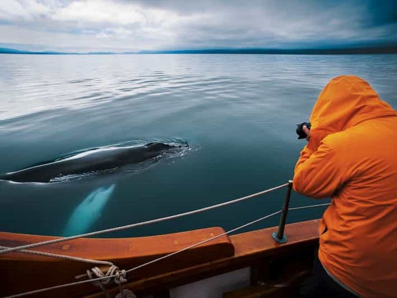 Husavik : Observation des baleines à bord d'un bateau en chêne neutre en carbone