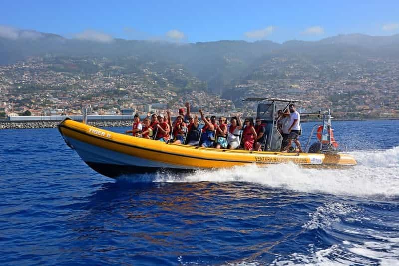 Funchal : Tour en bateau rapide pour l'observation des baleines et des dauphins