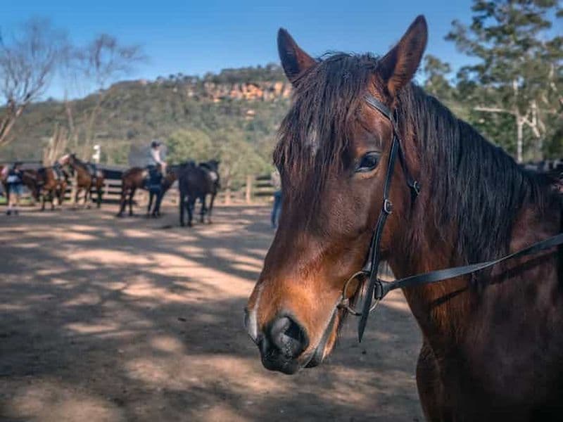 Équitation, Koalas et Kangourous - Australie sauvage