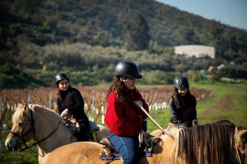 Expérience de Chevaux Fjords et de Vin à Odfjell, dans la Vallée de Maipo