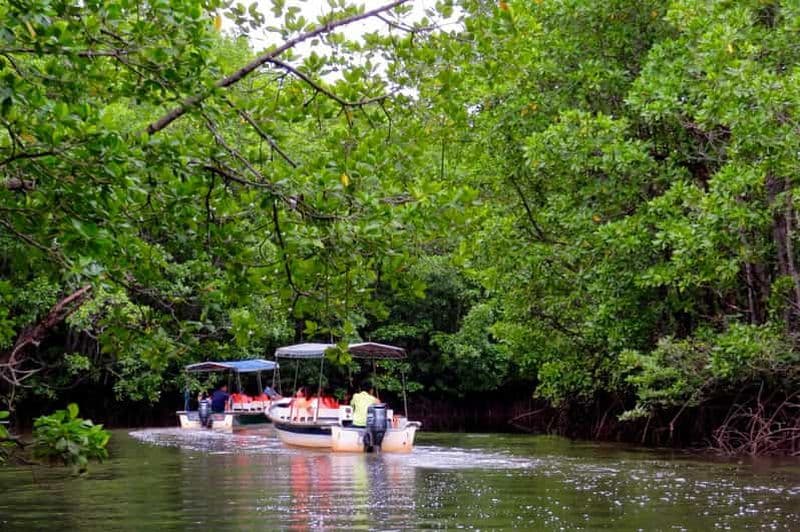 Semporna : croisière dans la mangrove, lucioles, dîner et transfert