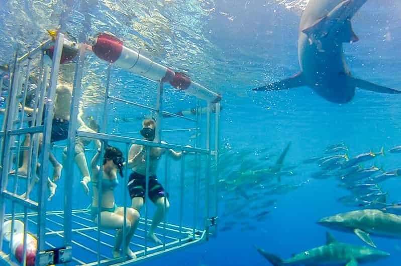 Billet Oahu : Plongée dans une cage à requins sur la côte nord