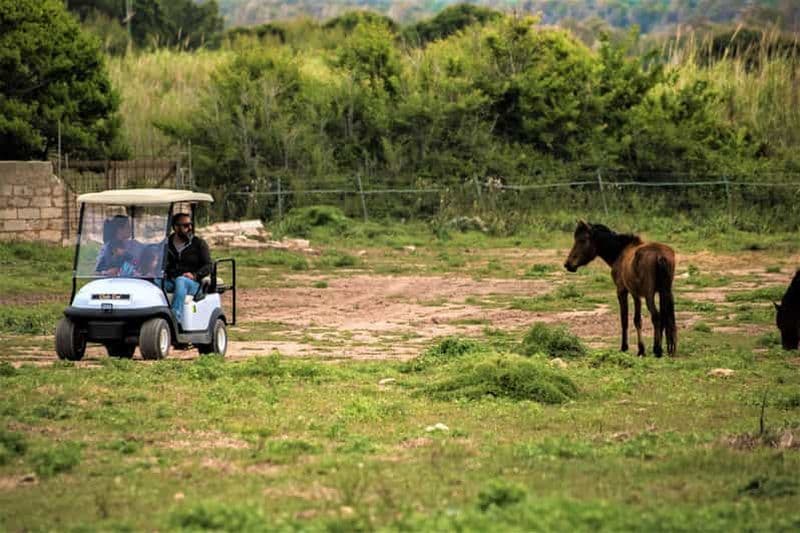 Billet Alghero : Location de voiture de golf dans le parc naturel de Porto Conte