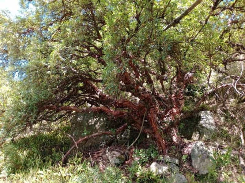 Au départ de Cordoue : randonnée dans la forêt de Tabaquillos et à la cascade de Lampazos avec déjeuner