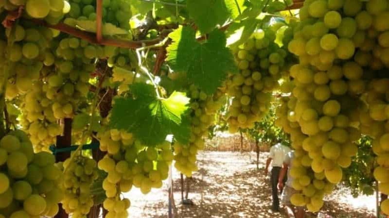 Visite privée des vignobles du centre d'Israël