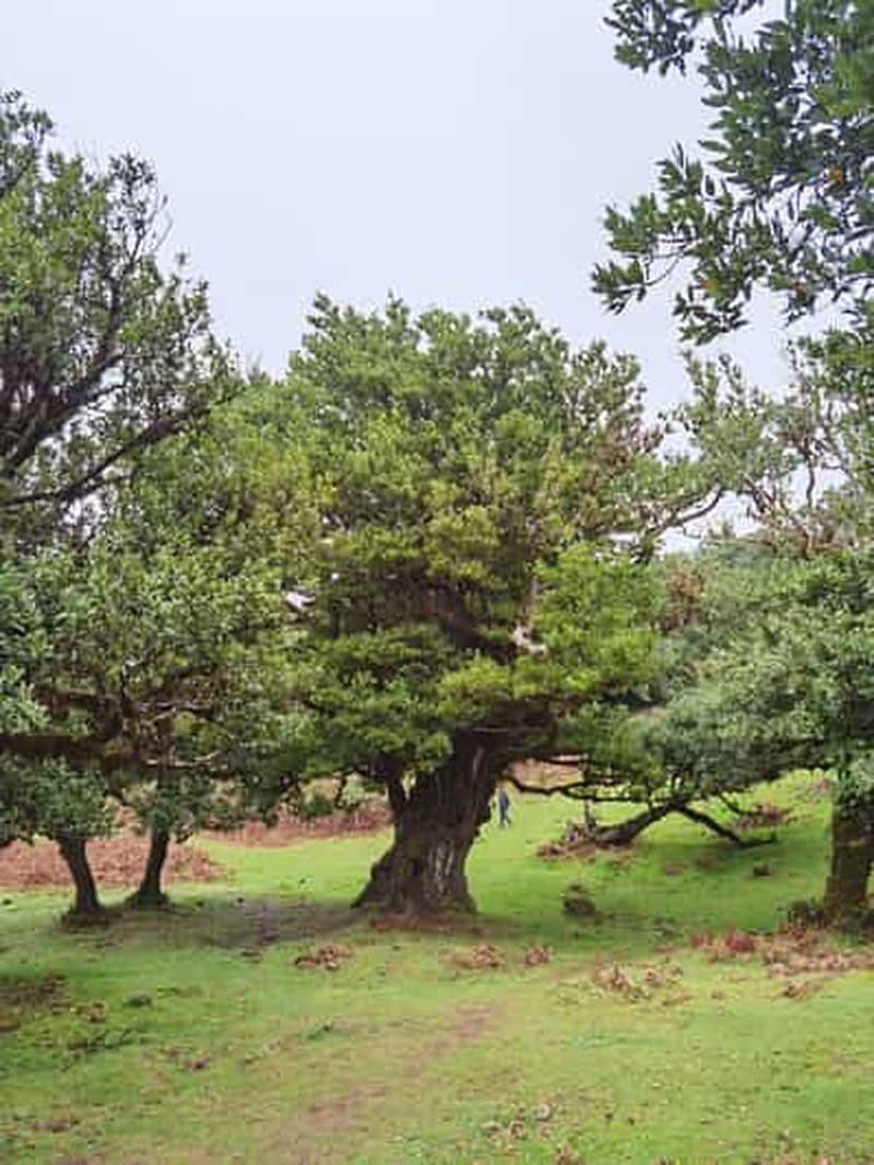 Ouest : Circuit en 4x4 | Plage de Seixal | Piscines naturelles de Porto Moniz