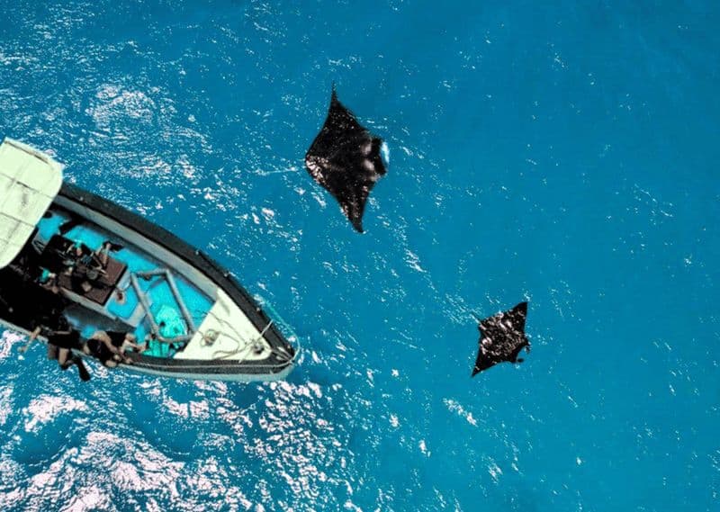 Nusa Penida : visite d'une jounée avec plongée en apnée à Manta Point